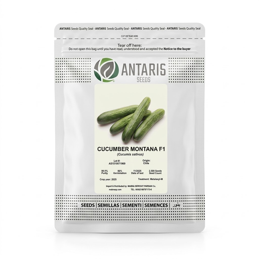 بذر خیار پاکت 2500 عددی هیبریدی گلخانه ای Montana F1 آنتاریس